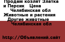 Продам козлят Златка и Персик › Цена ­ 10 000 - Челябинская обл. Животные и растения » Другие животные   . Челябинская обл.